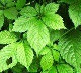  Fiveleaf  Gynostemma P.E