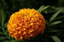 Marigold P.E