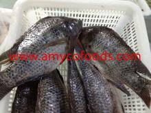 Tilapia fish top fresh