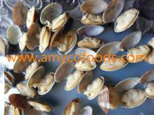 Frozen Short Necked Clam Meat high quality guaranteed 100% fresh and clean