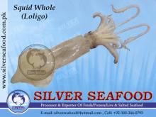  Frozen   Loligo  Squid