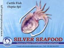 Frozen Cuttle Fish