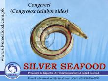  Frozen   Conger   Eel 