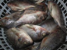 Frozen Tilapia Whole Round 800+