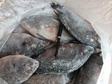 Frozen Tilapia Whole Round 500-1000