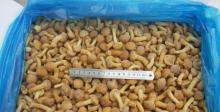 Frozen Nameko
