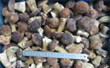 Frozen Boletus Edulis Whole