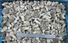 Frozen Baby Oyster mushroom