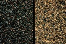 Canola Seeds, Canola Seeds Oil, Canola Seeds, Canola Seeds Oil