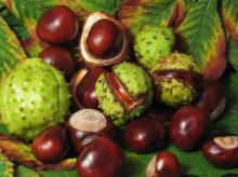 Horse Chestnut Oil in  Bulk  Wholesale Natural  Herbal  Oil