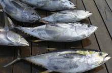 FROZEN TUNA