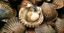 SCALLOP SEA FOOD