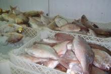 SEA BREAM  FISH  (WHOLE/FILLET,  SKINLESS ,  BONELESS  AND HEADLESS
