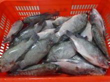  IQF   tilapia   whole   round  for West African
