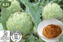 Artichoke Powder Artichoke Extract:  Caffeoylquinic   acid s  3 %,5% By HPLC;Phenolic  acid s 2.5%,5% By UV;