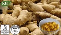  Ginger  Extract Powder  Ginger   oil  by SCFE-CO2  Ginger ols 5% to 20% Test By HPLC