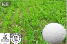Chicory Extract Powder Inulin 90%