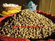 green Robusta coffee