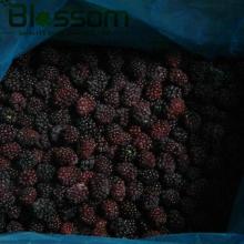 Frozen fruit IQF blackberry