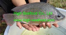  Tilapia   Whole   round 