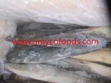 Frozen Catfish Whole Round high quality fresh healthy
