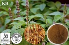 Coleus Forskohlii Extract: 8%, 20% Forskolin;