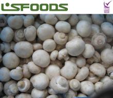 IQF Frozen Champignon Mushroom White Button Mushroom