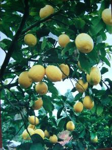 Lemon from China