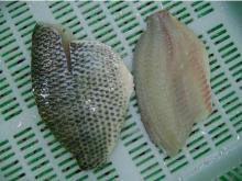  skin  on  tilapia  fillet