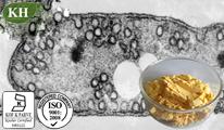 Coenzyme Q10 / CoQ10: 98%~101% by HPLC