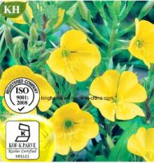  Evening   Primrose   Oil  Oenothera biennis  oil , Primrose   Oil :Gamma Linolenic Acid.