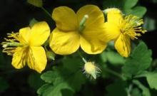 Gmp factory supplier of Celandine Extract Chelidonine