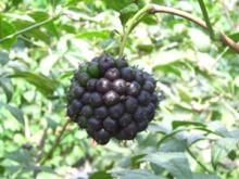 Eleutheroside 0.65%,0.8%,1.5% Siberian Ginseng Extract