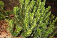 High quality Huperzine A / Huperzia   Serrata  Extract 1%