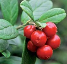 Nature 5-70%Lingonberry Anthocyanin