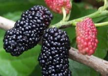 Natural fruit extract anthocyanin mulberry extract powder