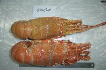 Whole  Frozen   Cooked   Lobster 