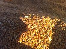Hard Red Winter  Wheat   Grade  2