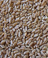 Soft Milling Wheat Grades 1 and 2