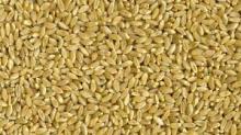 Durum Wheat Grades 1 and 2
