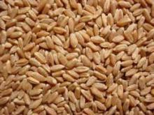 Hard Red Winter Wheat Grades 1 and 2