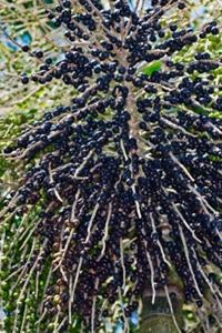 Natural  Acai   Berry   Extract  5%-70%Anthocyanin/ acai   berry   extract 