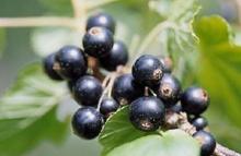 Top quality black currant anthocyanin