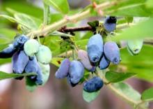 Pure  Natural  Lonicera caerulea Powder