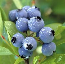 water-soluble blueberry  extract  concentrate powder