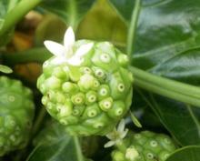 Natural Noni fruit extract/Morinda citrifolia extract powder(10 years factory)