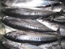 Parrot Fish,Sword Fish,Frozen Mackerel,Yellow Croaker, Black Tiger Shrimps, Slipper Lobster