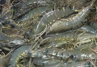 Queen Fish, Cat Fish, Skip Jack Tuna, Sail Fish, Yellow Fin Tuna, Mackerels
