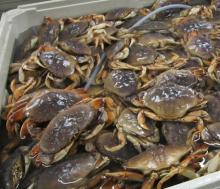 fresh Swamp EEL, Cod Roe, fish Maws, Travellies & Marlin, live Squid