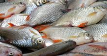 live Octopus, Cuttlefish, Lobster, pangasius fish, Silver Pomfret, mud crabs